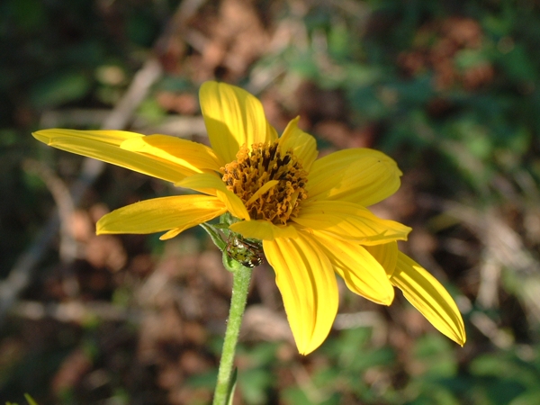 Heliantus tuberosus / Topinambur